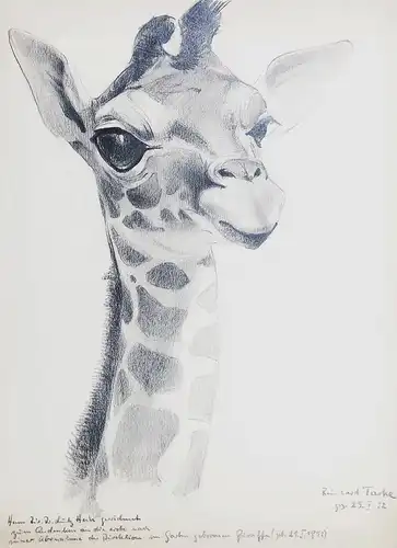Zum Andenken an die erste nach seiner Ubernahme deer Direktion im Garten geborenen Giraffe (geb. 21. F. 1932)