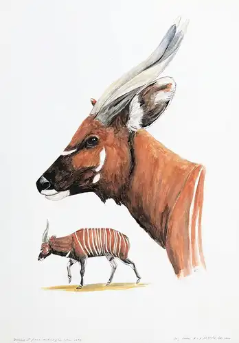 Bongo - Antilope / Zoo / Antwerpen / Zeichnung drawing dessin