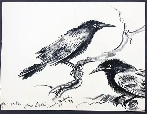 Glanzstar - star Vogel birds Zoo Berlin / Zeichnung drawing dessin