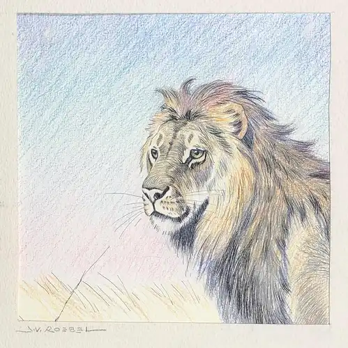(Löwe) - lion / Löwen / Zeichnung drawing dessin