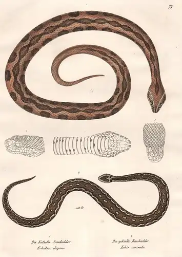 Die Katuka Sandadder - Echidna oligans - Die gekielte Rauhadder - Echis carinata - Sand adder Otter Schlange S