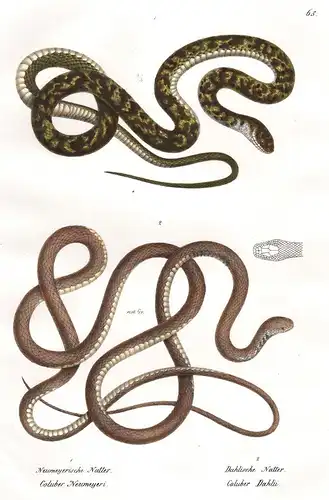 Neumeyerische Natter - Dahlische Natter - Coluber Natter Nattern Schlange Schlangen snake snakes Reptil Reptil