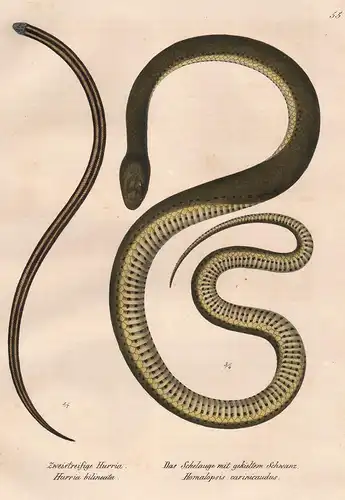 Zwiestreifige Hurria - Das Schelauge mit gekieltem Schwanz - Homalopsis Natter Schlange Schlangen snake snakes