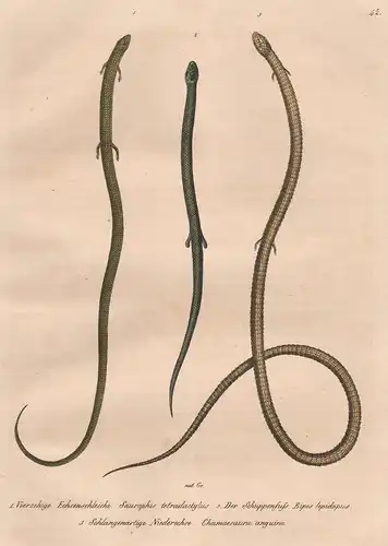 Vierzehige Echsenschleiche - Der Schuppenfuss - Schlangenartige Niederechse - Schleiche Anguidae Eidechse Echs