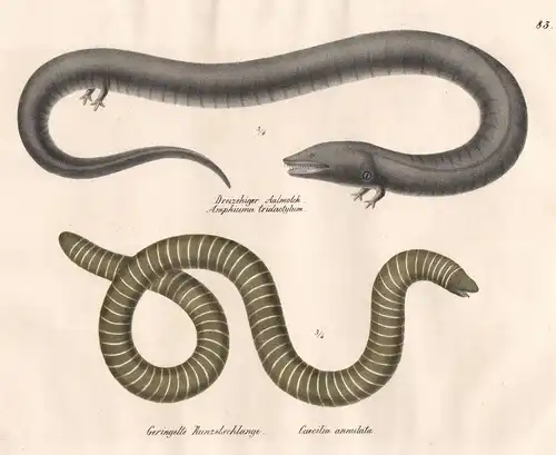 Dreizehiger Aalmolch - Geringelte Runzelschlange -  Amphiuma Molch Caecilia Natter Otter / Schlange Schlangen