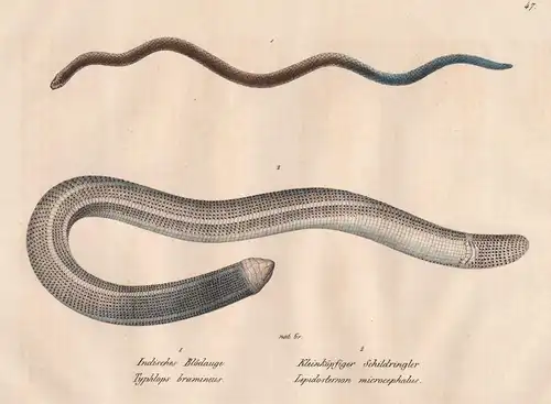 Indisches Blödauge - Kleinköpfiger Schildringler -  Typhlops Indien India / Schlange Schlangen snake snakes /