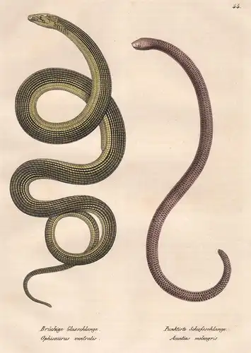Brüchige Glasschlange - Punktirte Schiessschlange -  Ophisaurus Acontias / Schlange Schlangen snake snakes / R