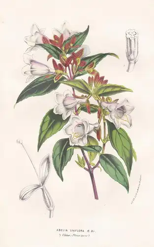 Abelia Uniflora - Abelien China Asia Asien Mexiko Mexico Blume Blumen flower flowers botanical Botanik Botany