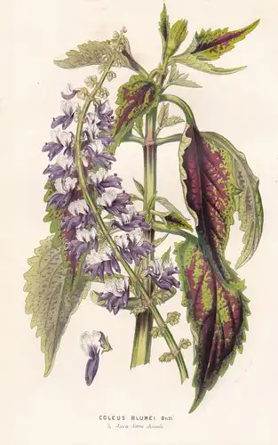 Coleus Blumei - Java Buntnessel Asia Asien Australien Australia Blume Blumen flower flowers botanical Botanik