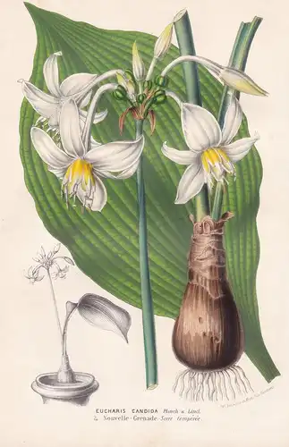 Eucharis Candida - Amazon Lily Mexico Venezuela New Grenada Blume Blumen flower flowers botanical Botanik Bota