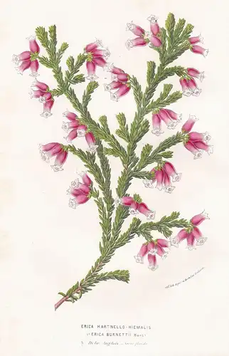 Erica Hartnello-Hiemalis - Erika Heidekraut flower Blume flowers Blumen botanical Botanik Botany