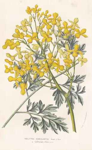 Dielytra Chrysantha - Ehrendorferia chrysantha goldene Ohrentropfen California Kalifornien Blume Blumen flower