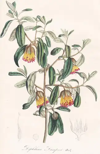 Diplolaena Dampierl - Australia Australien Blume flower Blume botanical Botanik Botanical Botany