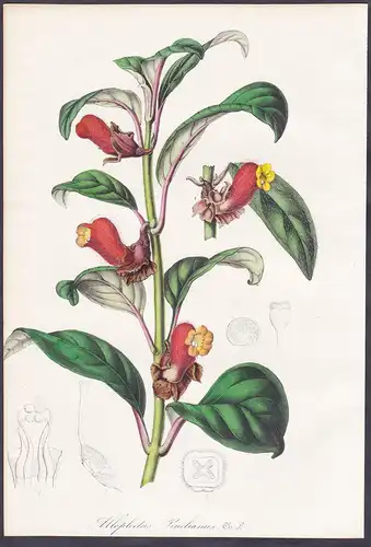Alloplectus Pinelianus - Brasil Brazil Blume flower flowers Blume Botanik Botanical Botany