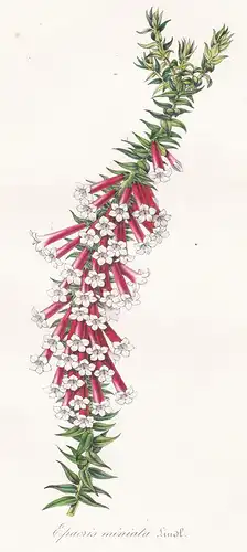 Epacris miniata - fuchsia heath Epacris longiflora Australia flower flowers Blume Blumen Botanik Botanical Bot