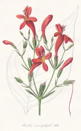 Ruellia macrophylla - Ruellia Ruellien wild petunia Ruellien flower flowers Blume Blumen Botanik Botanical Bot