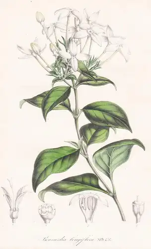Bouvardia Longiflora - Blume flower Blume botanical Botanik Botanical Botany