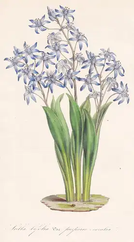 Scilla bifolia var. purpureo-caerulea - alpine squill Zweiblättriger Blaustern Blume flowers Blumen flowers Bo