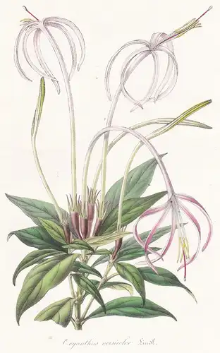 Oxyanthus Versicolor - Rubiaceae flower Blume botanical Botanik Botanical Botany
