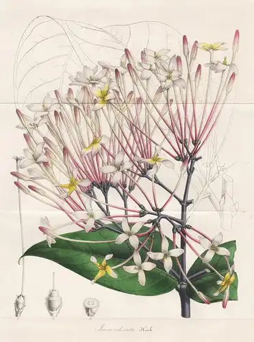 Ixora odorata - jungle geranium tree Botanik Botanical Botany