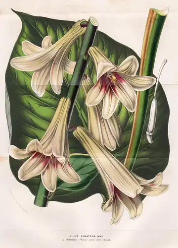 Lilium Giganteum, Wall. - Cardiocrinum giganteum giant Himalayan lily lilies Himalaya Botanik Botanical Botany