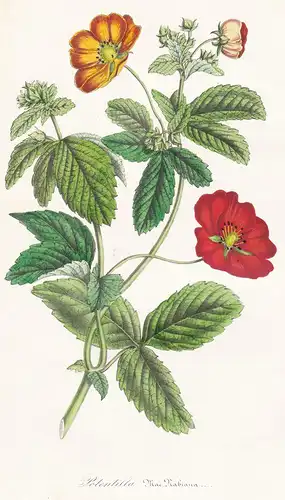 Potentilla - Fingerkräuter Fingerkraut cinquefoil Blumen flower Blume botanical Botanik Botanical Botany
