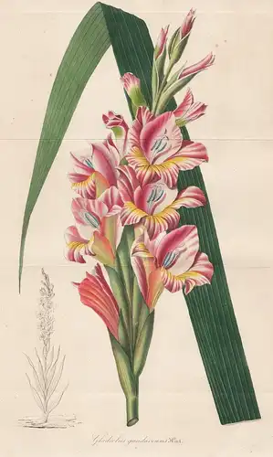 Gladiolus gandavensis - Gladiolus Gladiole flower Blume flowers Blumen Botanik Botanical Botany