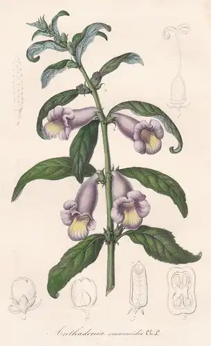 Anthadenia sesamoides - Sesame benne Africa India flower flowers Blume Blumen Botanik Botanical Botany