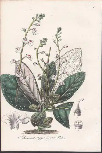 Achimenes Argyrostigma - Gloxinia erinoides / South America flower flowers Blume Blumen botanical Botanik Bota