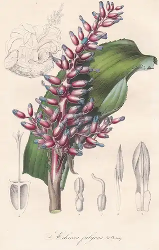 Aechmea Fulgens - Brasil Brazil Brasilien flowers Blume Blumen botanical Botanik Botanical Botany