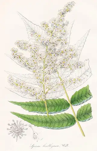 Spiraea Lindleyana - Sommerspiere Himalaya flower Blume botanical Botanik Botanical Botany