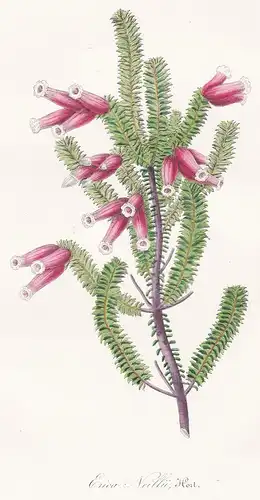 Erica Neillii - Erika Heidekraut Blume Blumen flowers flower botanical Botanik Botanical Botany