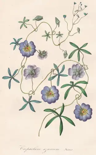 Tropaeolum azureum -  Tropaeolum azureum Chile flower flowers Blumen Botanik Botanical Botany