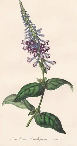Buddleia Lindleyana - Buddleja lindleyana China Japan Asia flower flowers Blumen Botanik Botanical Botany