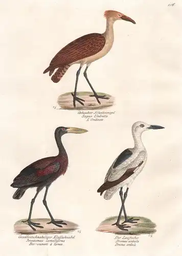 Gehaubter Schattenvogel - Gezähntschnabeliger Klaffschnabel - Der Laufreiher - Reiher Heron Ardea / Vögel Voge