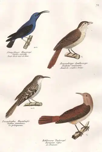 Königsblauer Honigvogel - Braunohriger Spechtsänger - Europäischer Baumläufer - Rothbrauner Töpfervogel -  Spe