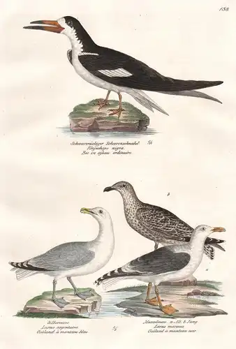Schwarzrückiger Scheerenschnabel - Silbermeve - Mantelmeve -  Larus Möwen seagulls Vögel Vogel / birds bird