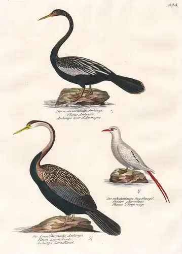 Der americanische Anhingu - Der rothschwänzige Tropikvogel - Der Levaillantische Anhingu -  Schlangenhalsvogel