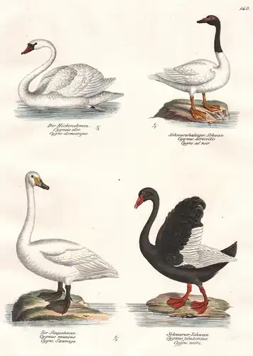 Der Höckerschwan - Schwarzhalsiger Schwan - Der Singschwan - Schwarzer Schwan -  Schwäne swans swan Cygnus Vög