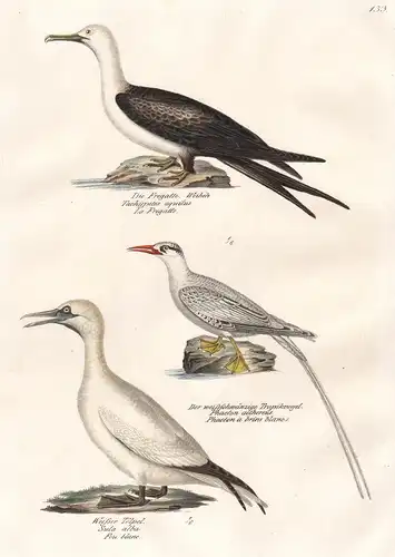 Die Fragatte - Der weissschwänzige Tropikvogel - Weisser Tölpel -  Sula alba Phaeton Tachypetes / Vögel Vogel