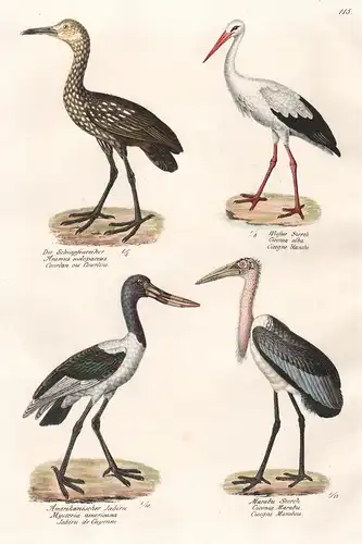 Der Schnepfenreiher - Weisser Storch - Amerikanischer Jabiru - Marabu Storch - Storch Störche Stork / Reiher H