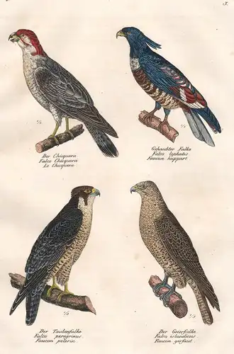 Der Chicquera - Gehaupter Falke - Der Taubenfalke - Der Geierfalke - Geier vulture Falke Falcon Greifvogel Rau