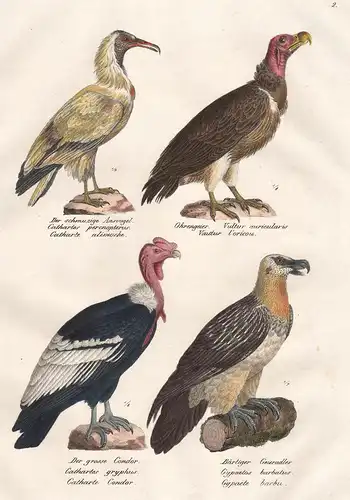 Der schmuzige Aasvogel - Ohrengeier - Der grosse Condor - Bärtiger Geieradler - Kondor Cathartes Geier vulture