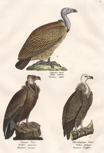 Indischer Geier - Grauer Geier - Weissköpfiger Geier - Geier vulture India Indien Greifvogel Raubvogel / Vögel