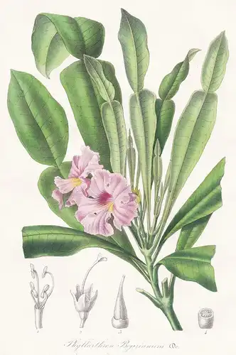 Phyllarthron Bojerianum. - Phyllarthron Madagascar flower flowers Blume Blumen Botanik Botanical Botany