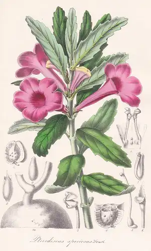 Pterodiscus speciosus - Africa Afrika flower flowers Blume Blumen Botanik Botanical Botany