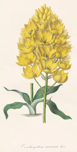 Ornithogalum aureum. - Ornithogalum Star-of-Bethlehem flower flowers Blume Blumen Botanik Botanical Botany