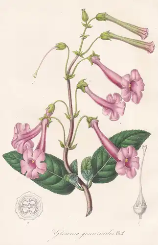 Gloxinia gesnerioides - Gloxinia America West Indies flower flowers Blume Blumen Botanik Botanical Botany
