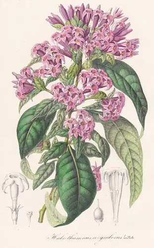 Habrothamnus corymbosus. - Cestrum jessamines America flower flowers Blume Blumen Botanik Botanical Botany