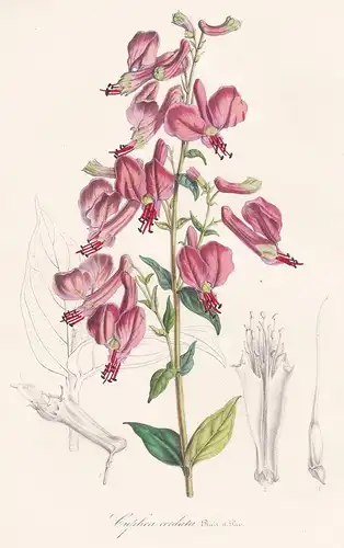 Cuphea Cordata - Peru flower flowers Blume Blumen Botanik Botanical Botany